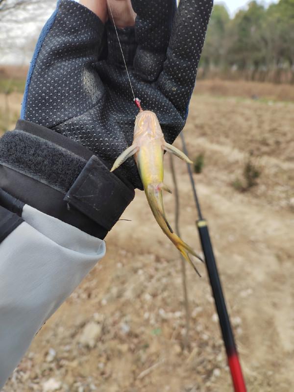 這就是菜地的魅力，夠野、夠暴力