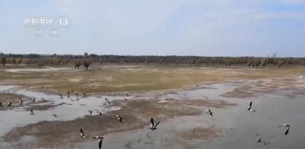 河口天鵝自然保護地:碧水黃沙 候鳥雲集 河口天鵝自然保護地:碧水黃沙 候鳥雲集