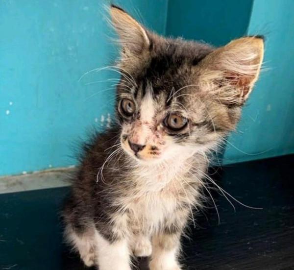 女子嫌小貓“太瘦”收養,照顧1年後貓突然發福,意外胖成網紅貓 女子嫌小貓“太瘦”收養,照顧1年後貓突然發福,意外胖成網紅貓