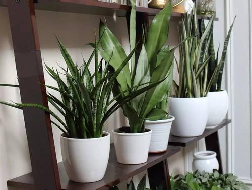 6種“懶人花”，看著很普通，養著很“實惠”，養得越久越覺得好