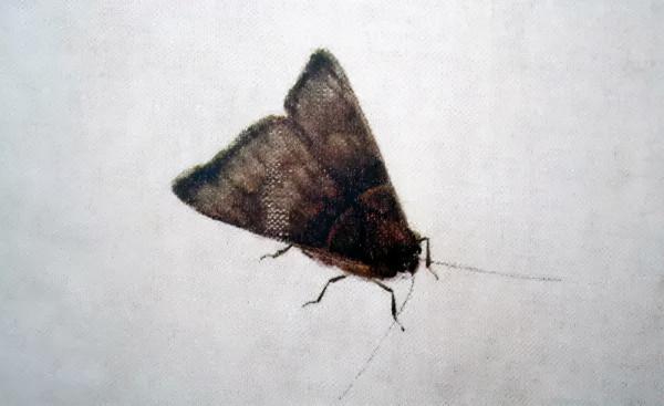 齊白石筆下的飛蟲,精細之極 齊白石筆下的飛蟲,精細之極