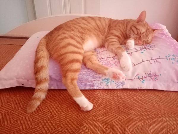 養貓新手半年經驗談