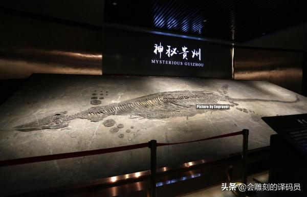 你吃過魚,但你見過“魚龍”嗎?就在我國貴州曾經就是魚龍的天堂 你吃過魚,但你見過“魚龍”嗎?就在我國貴州曾經就是魚龍的天堂