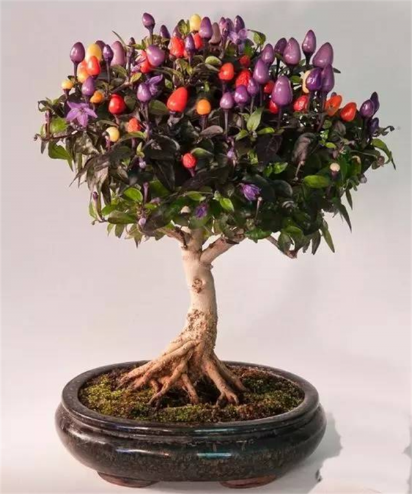 盆景趣聞：將辣椒養成老樁盆景是啥體驗？就算拿100斤辣椒都不換