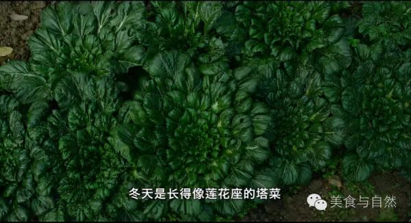 走進小森林之秋季篇