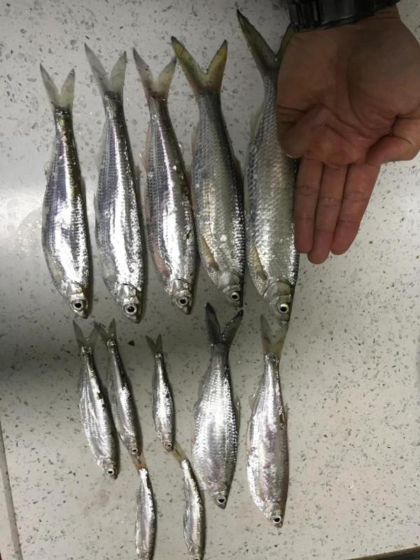 釣點：邕江大橋下靠近中山府這邊