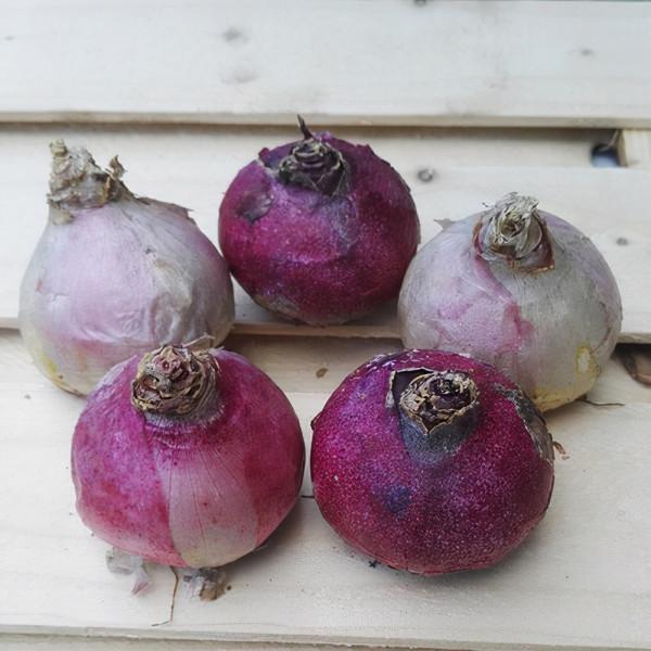 冬季養一盆風信子，學會養護方法和技巧，讓風信子如期開花