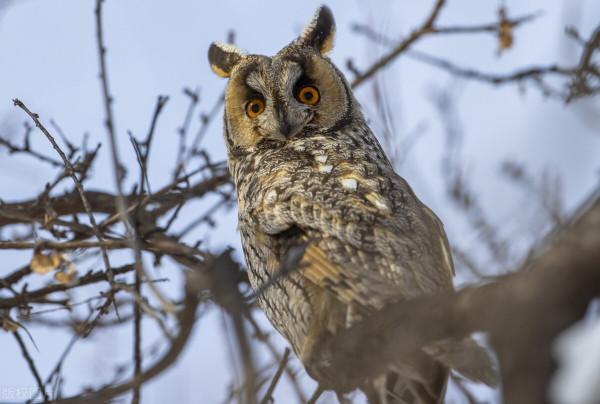捉住2022年新年第一萌！土耳其長耳貓頭鷹站在樹上注視你