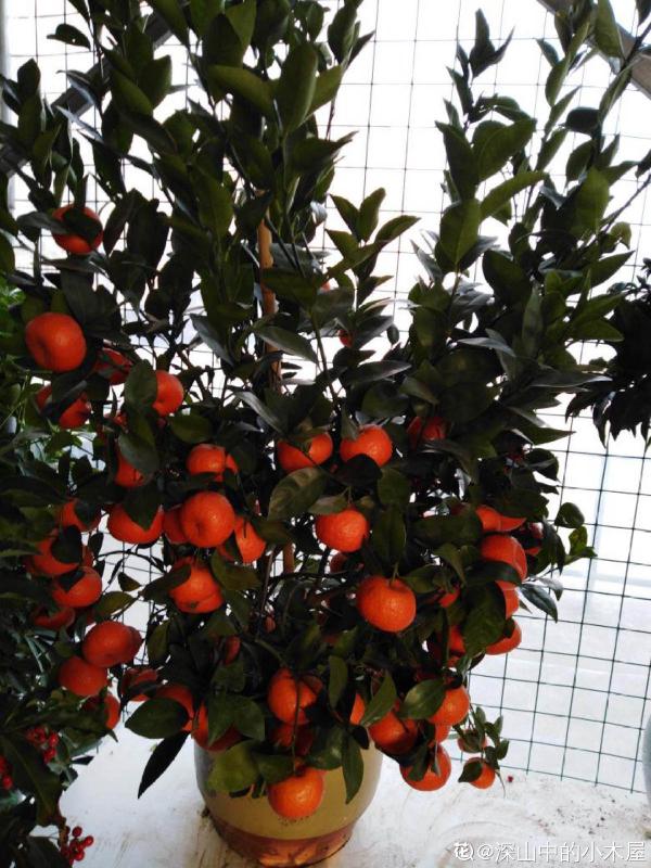 別人超市買，你從樹上採，自己種的水果樹，果子多到吃不完