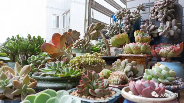 因為多肉，貓眼盆多了生命的光彩；因為盆，多肉有了藝術的韻味