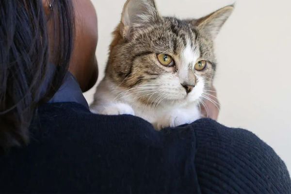 華人注意!紐西蘭動保機構向你求助:在這個夏天成為它們的寄養父母吧 華人注意!紐西蘭動保機構向你求助:在這個夏天成為它們的寄養父母吧