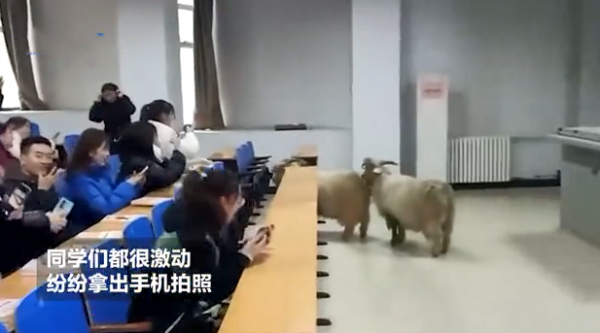 2只小羊走進大學教室，並且留下一粒粒“小禮物”：還真不見外呀