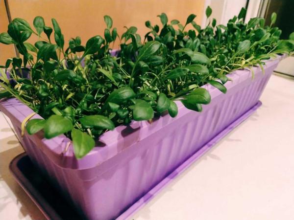 冬天種蔬菜首先這“8種”，不怕冷長得快，吃了一茬又一茬