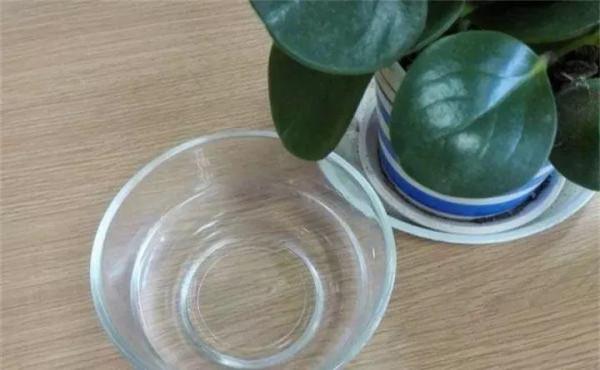 6種漂亮花，特別愛“吃醋”10天吃一杯，葉子油綠，花苞咕嚕嚕冒