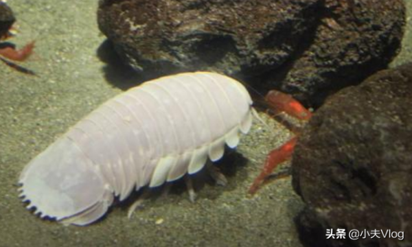 世界上最大的漂水蝨科動物——大王具足蟲