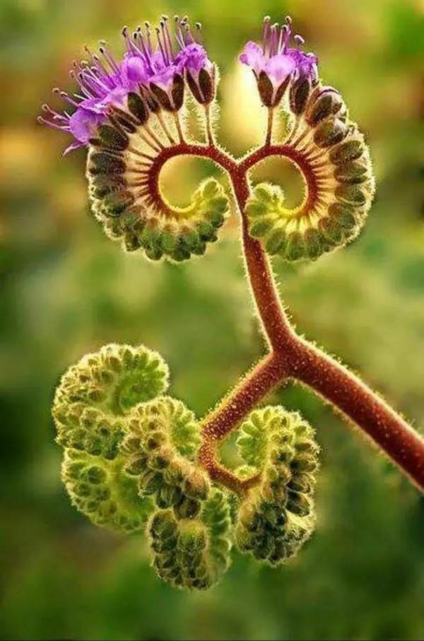 分享圖片&mdash;&mdash;奇美的花卉