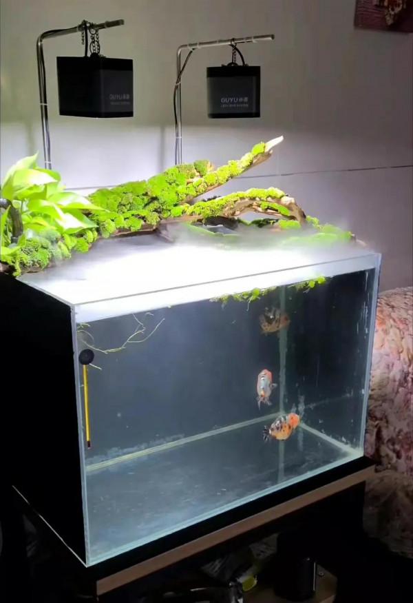 蘭壽金魚、苔蘚、水霧一起碰撞會發生什麼？一個字“美”