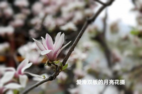 古剎幽蘭之醉賞潭柘寺“二喬” 古剎幽蘭之醉賞潭柘寺“二喬”