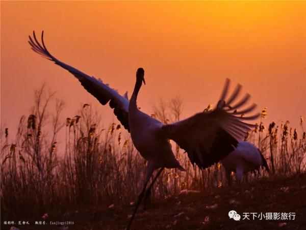 仙鶴——長壽的象徵 仙鶴——長壽的象徵