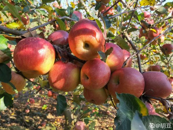 盆栽蘋果就是甜，孩子倆手一個都不夠，養護蘋果樹你做對了嗎