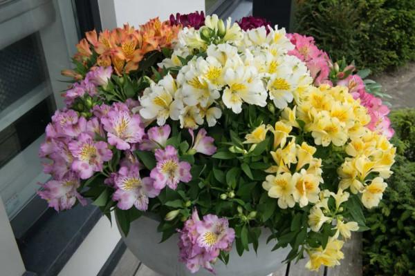 關於花園的春日限定，我們有這5款草花福利想分享給你