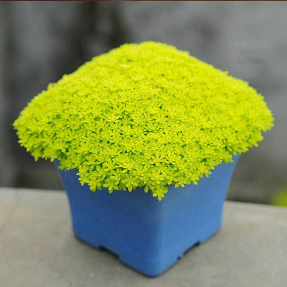 100種常見多肉圖鑑，比花還美，你認識幾種？