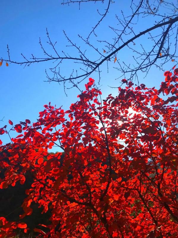 中秋時節到門頭溝賞秋，住民宿，來一段詩意之旅~