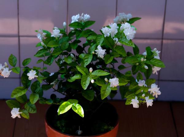 3種花天冷趕緊剪！不剪變光桿，活不過冬天