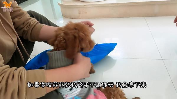 狗狗亂咬手腳糾正實錄:貴賓犬「米粒」是怎麼變乖的 狗狗亂咬手腳糾正實錄:貴賓犬「米粒」是怎麼變乖的