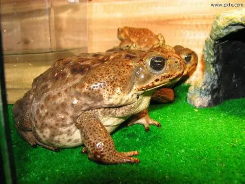 這些生活在地球上的“老毒物”，有多少是大家認識的？漲知識了