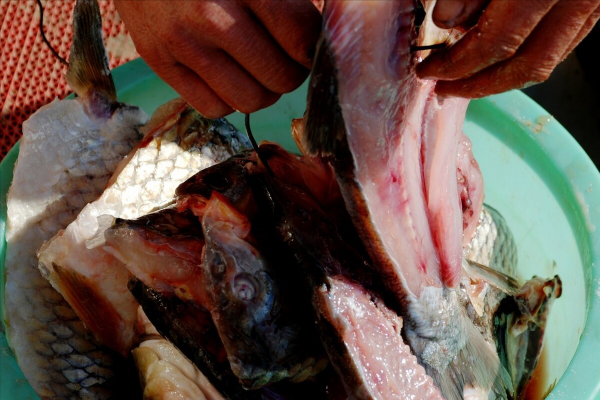 醃臘魚，不要直接加鹽醃，多做2個步驟，鮮嫩緊實香味足，不發臭