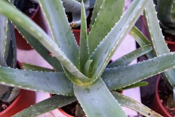 這3種常見植物最懂得“感恩”，人養著它，它則守護著主人的健康