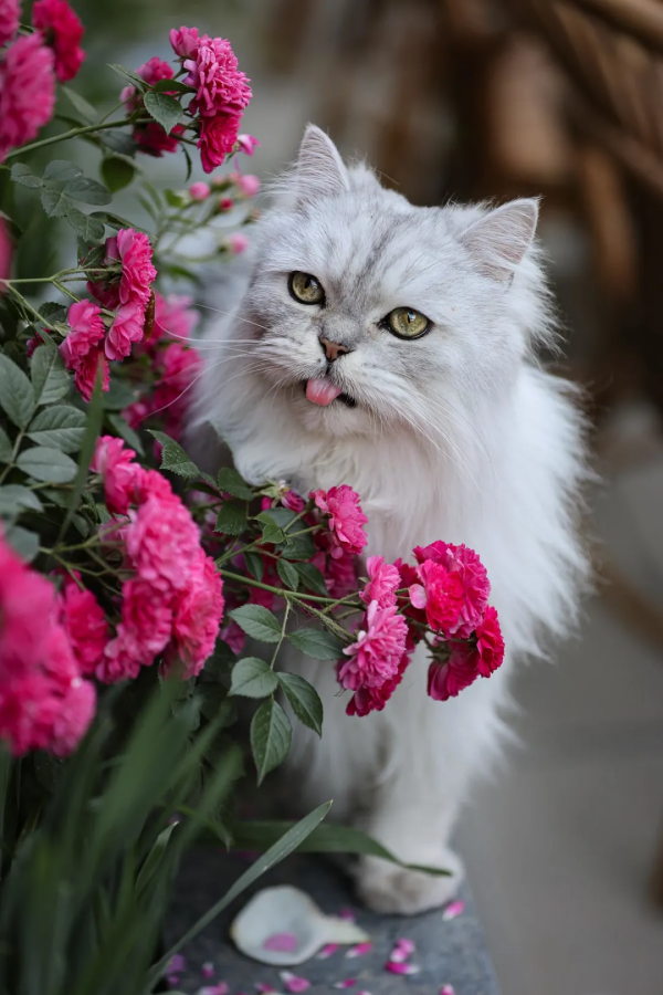 撤回這個問題，還來得及