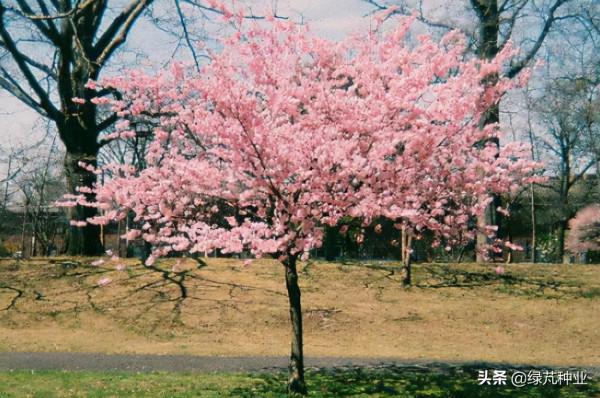 櫻花樹苗怎麼繁殖