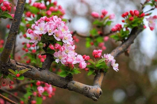 盆栽樹木有哪些？這3種很適合，養在陽臺都可以開花結果