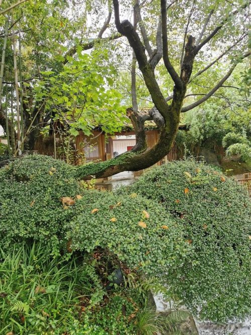 詠菊七絕三十首(30韻) 詠菊七絕三十首(30韻)