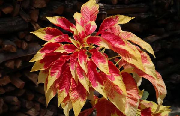 秋天常見的60種花，最全花卉圖譜，收藏起來慢慢看