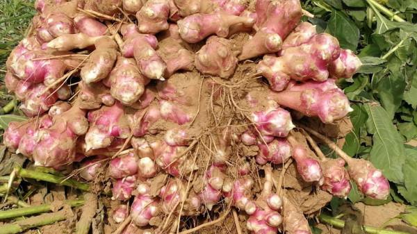 農村70-80年代，名字含“洋”的9種物品，你知道哪些？滿滿的回憶