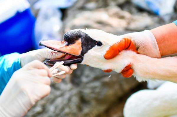 圍觀北京動物園水鳥體檢現場:鳥兒也不愛被捅嗓子眼兒 圍觀北京動物園水鳥體檢現場:鳥兒也不愛被捅嗓子眼兒