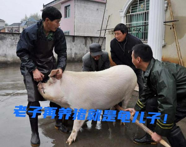 賣豬不夠賠豬仔本的白大爺 賣豬不夠賠豬仔本的白大爺