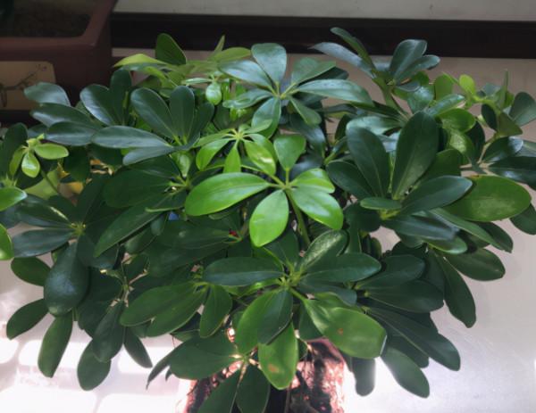 9種“吉祥樹”,適合家裡養,富貴大氣上檔次,好養寓意好 9種“吉祥樹”,適合家裡養,富貴大氣上檔次,好養寓意好