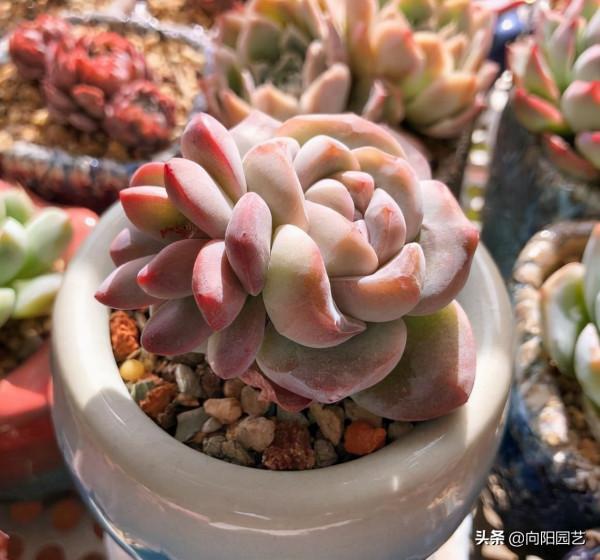 花最少的錢，買最便宜的多肉，專挑二手多肉，也可以養得很好