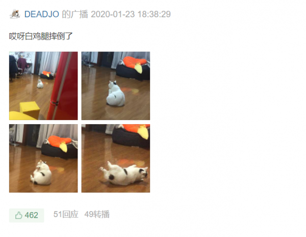 《養貓那些事兒》，笑不活了家人們