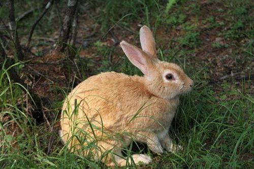 廣東一靚仔回村另類養兔,年銷50多萬 廣東一靚仔回村另類養兔,年銷50多萬