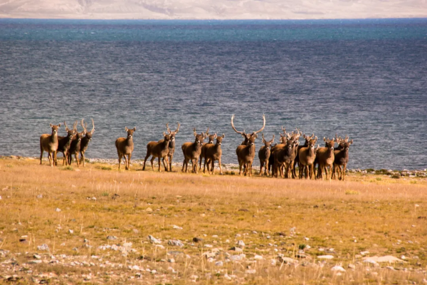 青海的這個地方要火了,秋天一定要去一次,中國最後的一片淨土 青海的這個地方要火了,秋天一定要去一次,中國最後的一片淨土