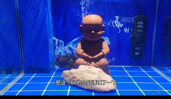 想把金魚養好嗎?你要抓住它的靈魂所在——養水 想把金魚養好嗎?你要抓住它的靈魂所在——養水