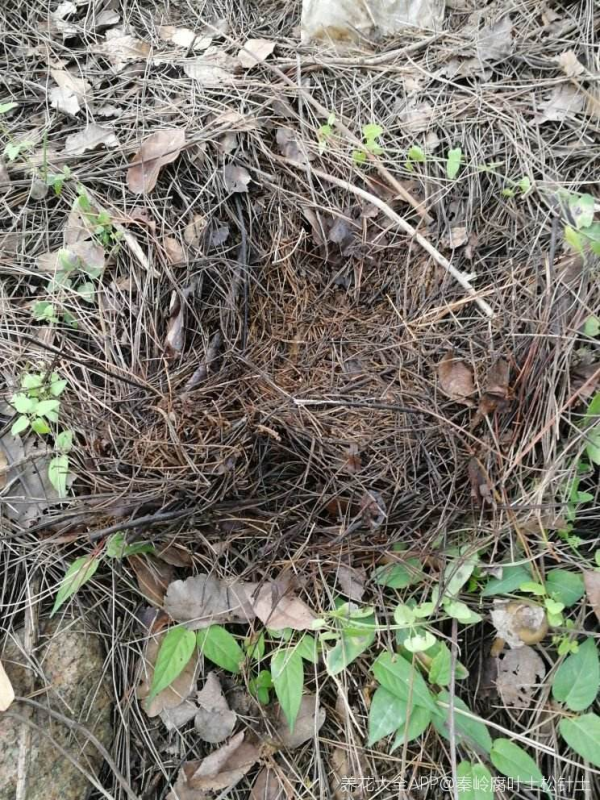 4種“垃圾”別丟掉,用來養花效果太好,還能省下一大筆錢 4種“垃圾”別丟掉,用來養花效果太好,還能省下一大筆錢