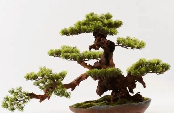 一盆一景一世界 一盆一景一世界