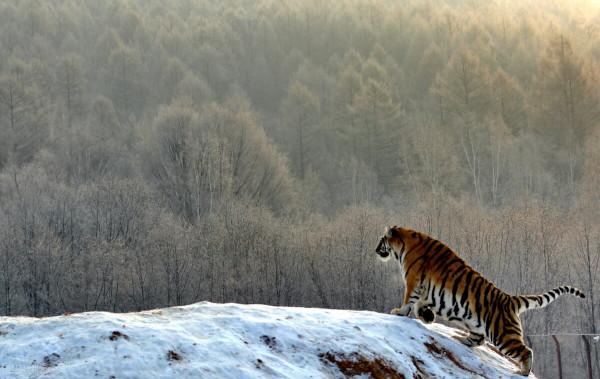 虎嘯 熊嗷 狼嚎 豹上樹，林海雪原為何這麼熱鬧？因為雪季到了