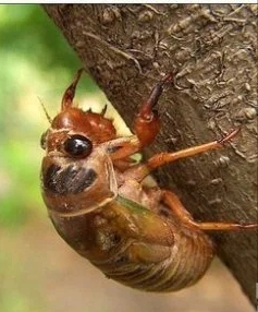 姐遛猴？對，就是姐遛猴